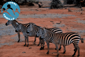 KENYA : BUFFALO SAFARI