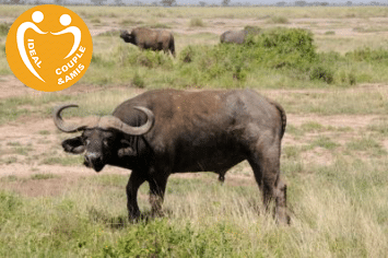 KENYA : IMPALA SAFARI