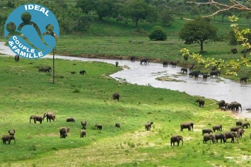 TANZANIE : SIMBA SAFARI