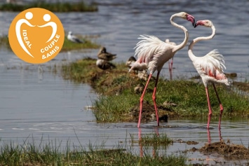 KENYA : FLAMINGO SAFARI