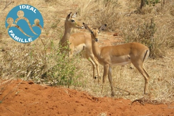 KENYA : KILIMANJARO & BEACH
