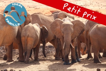 KENYA : ZEBRA SAFARI