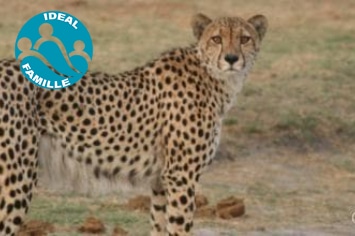 LE ZIMBABWE EN FAMILLE