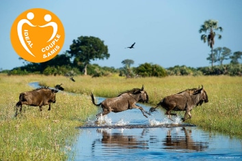 BOTSWANA : ZEBRA SAFARI