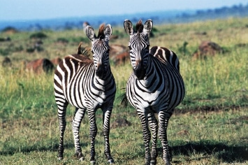 LITTLE FLAMINGO SAFARI