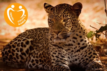 CIRCUIT ZAMBIE FLY PACKAGE LUXE “IN STYLE”