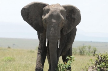 MARA NGENCHE CAMP *****