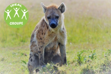 KENYA : TEMBO SAFARI GROUPE