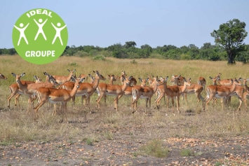 KENYA : SAFARI SENTRIM GROUPE