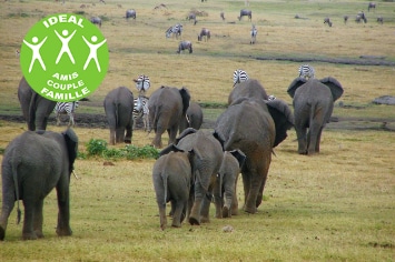 KENYA : SWALA SAFARI