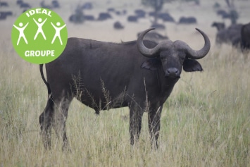 KENYA : BUFFALO SAFARI GROUPE