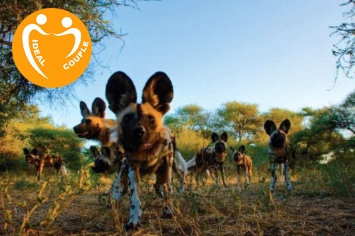 LUNE DE MIEL AU BOTSWANA