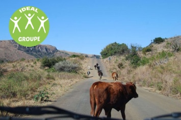 AFRIQUE DU SUD EN GROUPE